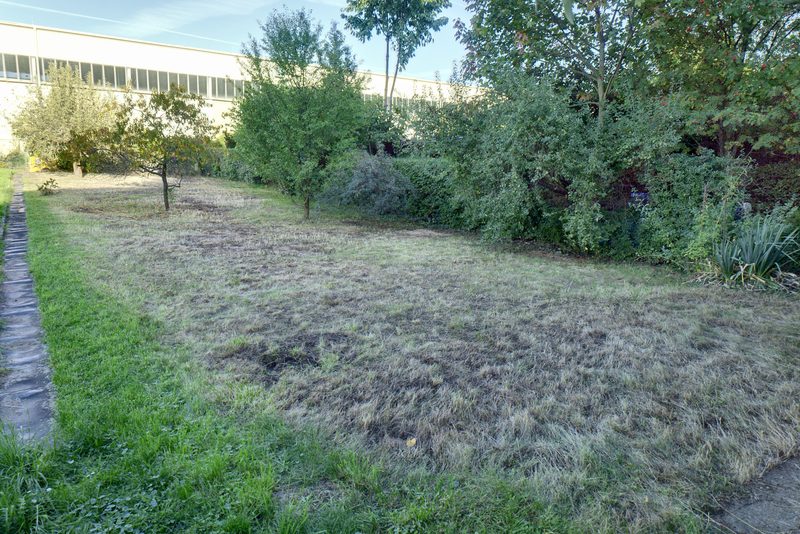 Trávník na zahrádce s keři a stromy